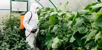 سمپاشی درختان