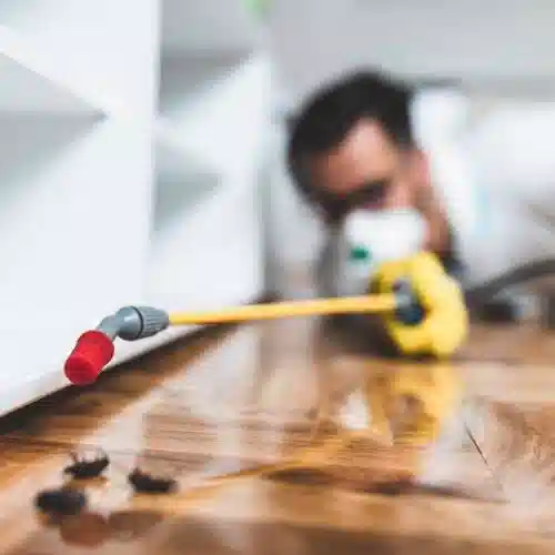 قیمت سمپاشی رستوران