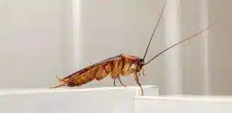 سمپاشی سوسک