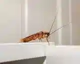 سمپاشی سوسک