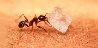 سمپاشی مورچه