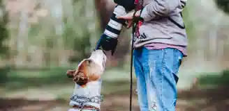 عکاسی از حیوانات